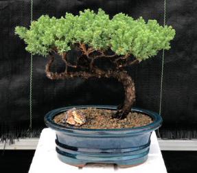 Juniper Bonsai Tree - Trained <br><i>(juniper procumbens nana)</i>