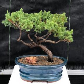 Juniper Bonsai Tree - Trained <br><i>(juniper procumbens nana)</i>