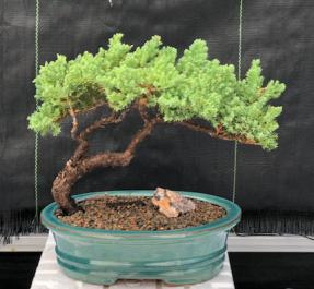 Juniper Bonsai Tree - Trained <br><i>(juniper procumbens nana)</i>