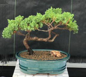 Juniper Bonsai Tree - Trained <br><i>(juniper procumbens nana)</i>