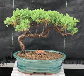 Juniper Bonsai Tree - Trained <br><i>(juniper procumbens nana)</i>