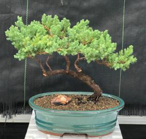 Juniper Bonsai Tree - Trained <br><i>(juniper procumbens nana)</i>