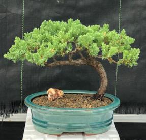 Juniper Bonsai Tree - Trained <br><i>(juniper procumbens nana)</i>