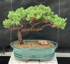 Juniper Bonsai Tree - Trained <br><i>(juniper procumbens nana)</i>