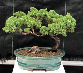 Juniper Bonsai Tree - Trained <br><i>(juniper procumbens nana)</i>