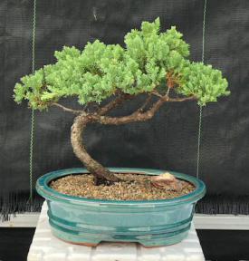 Juniper Bonsai Tree - Trained <br><i>(juniper procumbens nana)</i>