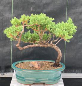 Juniper Bonsai Tree - Trained <br><i>(juniper procumbens nana)</i>