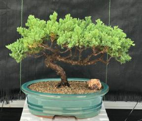 Juniper Bonsai Tree - Trained <br><i>(juniper procumbens nana)</i>