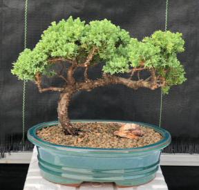 Juniper Bonsai Tree - Trained <br><i>(juniper procumbens nana)</i>