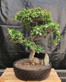 Flowering Fukien Tea Bonsai Tree<br>Curved Trunk Style<br><i>(ehretia microphylla)</i>