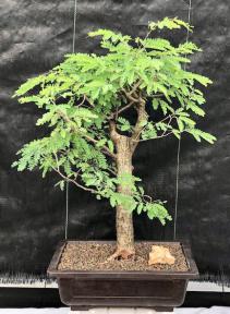 Flowering Horseflesh Mahogany Bonsai Tree <br><i>(lysiloma sabicu)</i>