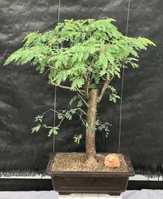 Flowering Horseflesh Mahogany Bonsai Tree <br><i>(lysiloma sabicu)</i>