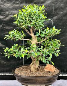 Ficus Retusa Bonsai Tree<br>Tiered Branching<br><i>(ficus retusa)</i>