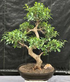 Ficus Retusa Bonsai Tree<br>Curved Trunk & Tiered Branching<br><i>(ficus retusa)</i>