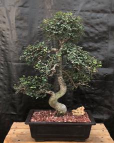 Chinese Elm Bonsai Tree <br>Curved Trunk & Tiered Branching Style<br><i>(ulmus parvifolia)</i>