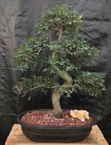 Chinese Elm Bonsai Tree <br>Curved Trunk & Tiered Branching Style<br><i>(ulmus parvifolia)</i>