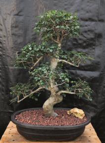 Chinese Elm Bonsai Tree <br>Curved Trunk & Tiered Branching Style<br><i>(ulmus parvifolia)</i>