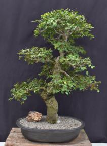 Chinese Elm Bonsai Tree <br>Curved Trunk & Tiered Branching Style<br><i>(ulmus parvifolia)</i>