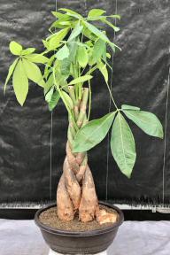 Money Bonsai Tree - Braided Trunk<br><i>(pachira aquatica)</i>