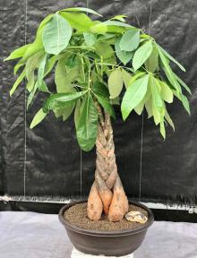 Money Bonsai Tree - Braided Trunk<br><i>(pachira aquatica)</i>