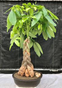 Money Bonsai Tree - Braided Trunk<br><i>(pachira aquatica)</i>