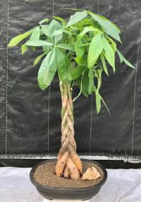 Money Bonsai Tree - Braided Trunk<br><i>(pachira aquatica)</i>