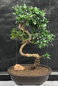 Flowering Fukien Tea Bonsai Tree<br>Curved Trunk & Tiered Branching<br><i>(ehretia microphylla)</i>