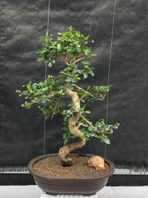 Flowering Fukien Tea Bonsai Tree<br>Curved Trunk & Tiered Branching<br><i>(ehretia microphylla)</i>