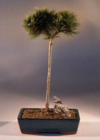 White Pine Bonsai Tree<br><i>(pinus strobus 'horsford')</i>