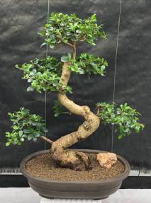 Flowering Fukien Tea Bonsai Tree<br>Curved Trunk & Tiered Branching<br><i>(ehretia microphylla)</i>