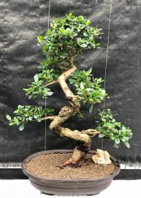 Flowering Fukien Tea Bonsai Tree<br>Curved Trunk & Tiered Branching<br><i>(ehretia microphylla)</i>