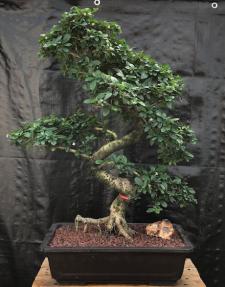 Flowering Fukien Tea Bonsai Tree<br>Curved Trunk & Tiered Branching<br><i>(ehretia microphylla)</i>