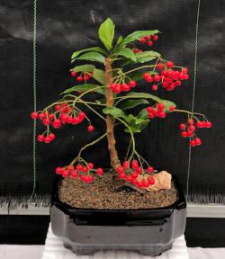 Flowering Ardisia Bonsai Tree<br><i>(Ardisia Crenata)</i>