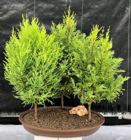 Lemon Cypress Bonsai Tree<br>Three Tree Forest Group<br><i>(cupressus macrocarpa)</i>