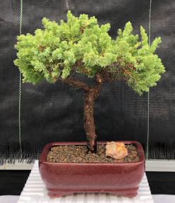 Juniper Bonsai Tree - Trained <br><i>(juniper procumbens nana)</i>