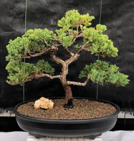 Juniper Bonsai Tree - Trained <br><i>(juniper procumbens nana)</i>