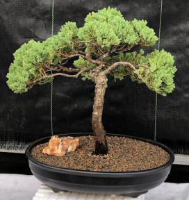 Juniper Bonsai Tree - Trained <br><i>(juniper procumbens nana)</i>