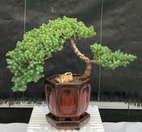 Juniper Bonsai Tree - Trained <br><i>(juniper procumbens nana)</i>