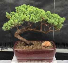 Juniper Bonsai Tree - Trained <br><i>(juniper procumbens nana)</i>