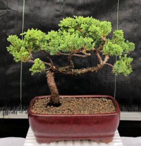 Juniper Bonsai Tree - Trained <br><i>(juniper procumbens nana)</i>