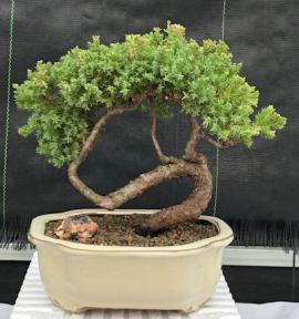 Juniper Bonsai Tree - Trained <br><i>(juniper procumbens nana)</i>