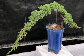 Juniper Bonsai Tree - Trained <br><i>(juniper procumbens nana)</i>