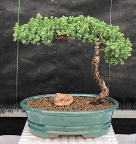 Juniper Bonsai Tree - Trained <br><i>(juniper procumbens nana)</i>