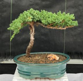 Juniper Bonsai Tree - Trained <br><i>(juniper procumbens nana)</i>