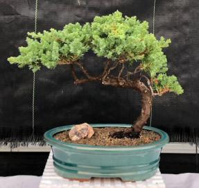 Juniper Bonsai Tree - Trained <br><i>(juniper procumbens nana)</i>