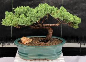 Juniper Bonsai Tree - Trained <br><i>(juniper procumbens nana)</i>