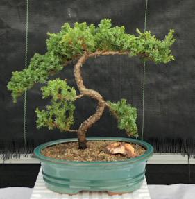 Juniper Bonsai Tree - Trained <br><i>(juniper procumbens nana)</i>