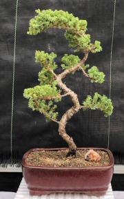 Juniper Bonsai Tree - Trained <br><i>(juniper procumbens nana)</i>