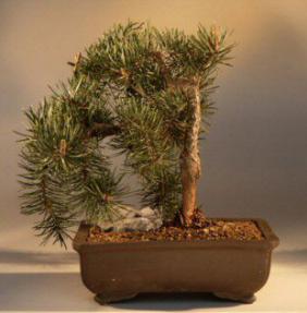 Colorado Spruce<br><i>(picea pungens 'uncle foggy')</i>
