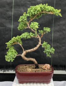 Juniper Bonsai Tree - Trained <br><i>(juniper procumbens nana)</i>